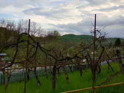 livadă și podgorie casă vânzare cumpărare Provița de Jos Prahova